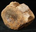 Edmontosaurus (Hadrosaur) Caudal Vertebrae - Montana #12681-4